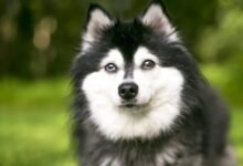 kleki dog breed