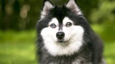 kleki dog breed