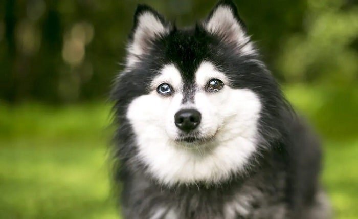 kleki dog breed