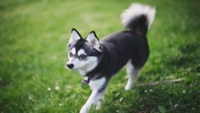 kleki husky